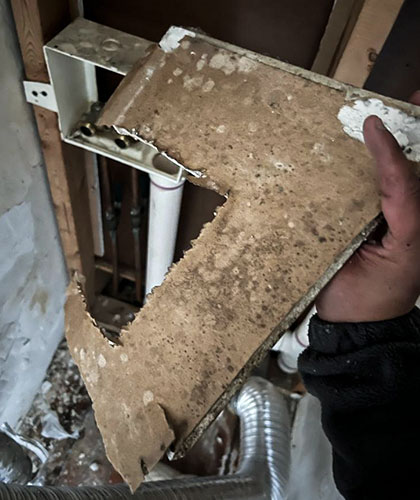 How Long Does It Take for Mold to Grow? Myths That Help It Thrive