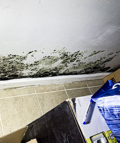 How to Get Rid of Mold on Walls: A Comprehensive Guide