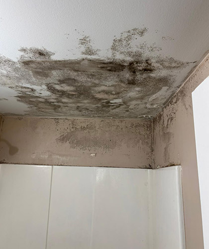 Bathroom Ceiling Mold: What Causes It and How to Stop It Bathroom Ceiling Mold: What Causes It and How to Stop It