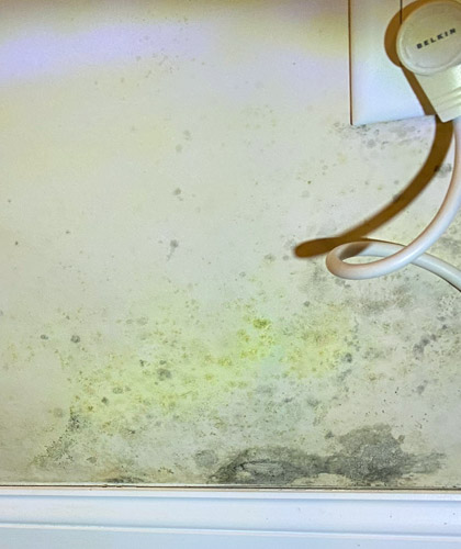 Green Mold in Homes: Health Risks & How to Get Rid of It Green Mold in Homes: Health Risks & How to Get Rid of It